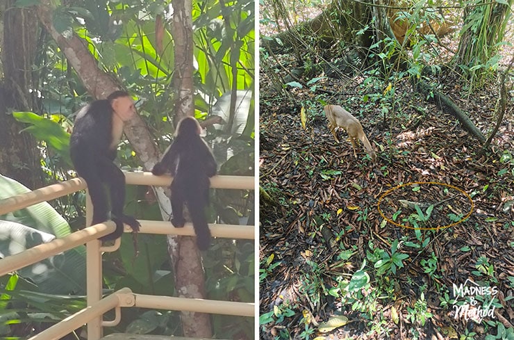 animals in manuel antonio park