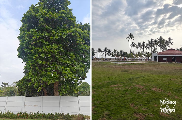 tree in costa rica