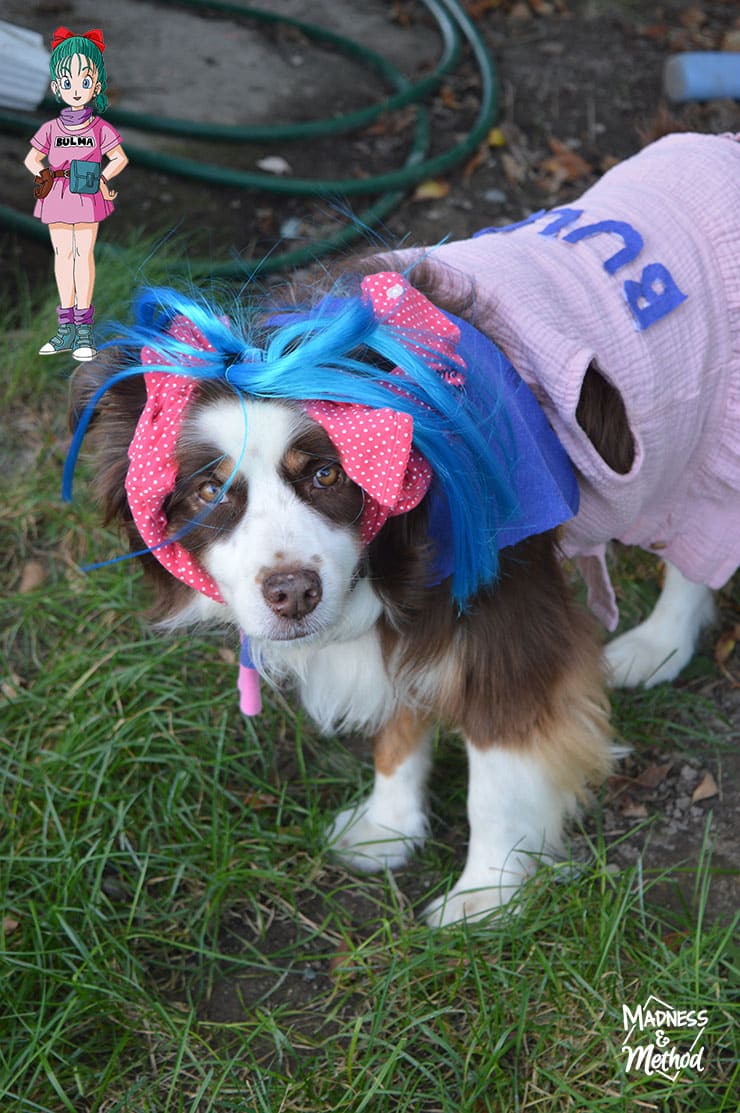 bulma dragon ball costume for dog